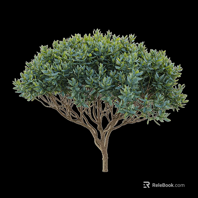 Lush Green Arbor with Dense Foliage Spreading Branches and Slender Trunk 3d model 