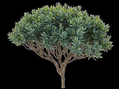 Lush Green Arbor with Dense Foliage Spreading Branches and Slender Trunk 3d model