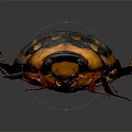 Flying Beetle With Black And Orange Hard Shell Body On Dark Background Close Up