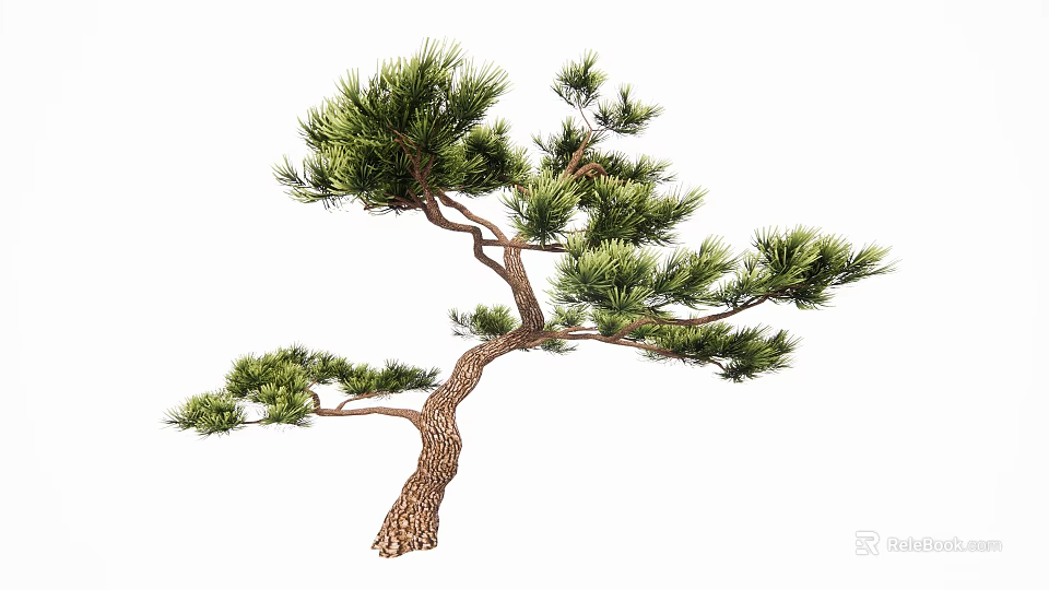 Pine Tree with Elegant Branches Brown Trunk and Green Foliage Isolated on White Background 3d model 