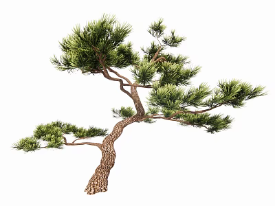 Pine Tree with Elegant Branches Brown Trunk and Green Foliage Isolated on White Background 3d model