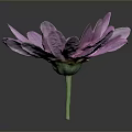 Pink Purple Daisy with Soft Petals Yellow Center Green Stem and Dark Background