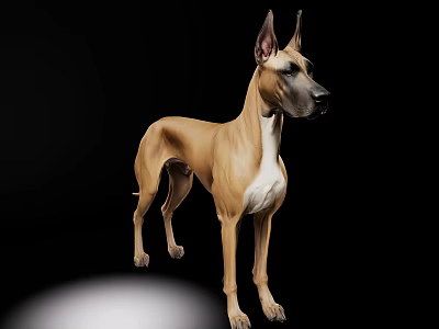 Brown Reptile Lizard With White Belly Standing On Black Background White Light Spot 3d model