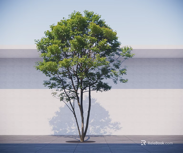Lush Green Tree Against White Wall With Gray Ground And Sunlight Shadow 3d model 
