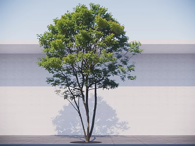 Lush Green Tree Against White Wall With Gray Ground And Sunlight Shadow 3d model