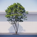 Lush Green Tree Against White Wall With Gray Ground And Sunlight Shadow