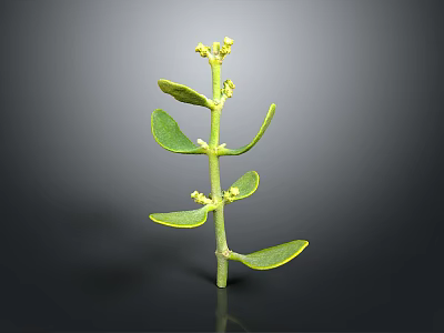 Fresh Green Plant With Stem Leaves And Small Flowers On Black Background 3d model