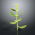 Fresh Green Plant With Stem Leaves And Small Flowers On Black Background