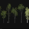 Display of Various Birch Trees with Green Leaves and White Trunks in Different Shapes