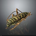 Black and yellow striped beetle with long antennae and orange legs on dark reflective surface