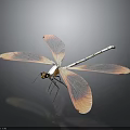 Dragonfly With Pink And Orange Transparent Wings And White Body On Dark Background 3d model