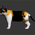 Tricolor Cat Standing On Reflective Surface With Black Orange White Fur And Bright Eyes