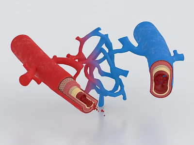 Vascular Organ System Structure Showing Arteries Veins And Capillaries Anatomy 3d model Vascular Organ System Structure Showing Arteries Veins And Capillaries Anatomy 3d model