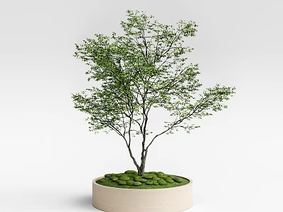 Green Leafy Arbor with Black Trunk in Light Colored Round Planter with Moss 3d model
