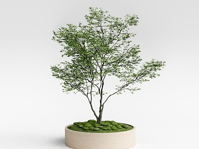 Landscape tree arbor model