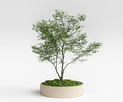 Green Leafy Arbor with Black Trunk in Light Colored Round Planter with Moss 3d model
