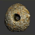 Natural Stone Wood Artifact With Hollow Hole And Brown Yellow Surface Texture