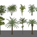 Different Types Of Arbor Trees For Garden And Landscape Decoration