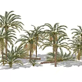 Modern Date Palm Tropical Date Palm 3d model