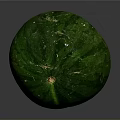 Fresh Green Watermelon With Round Shape And Smooth Rind On Dark Surface