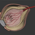 Detailed Anatomical Cross Section Model Displaying Internal Layers And Red Vessel