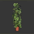 Green Leafy Indoor Houseplant In Orange Pot With Lush Foliage