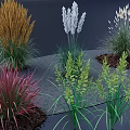 Colorful Ornamental Grasses Different Types With Yellow White Red Green Foliage For Garden Landscaping