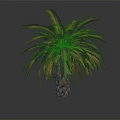 Palm Tree Featuring Green And Blue Green Fronds With Brown Scaly Trunk Base