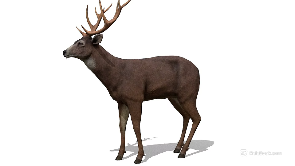 Realistic Brown Deer With Large Antlers Standing In Natural Pose 3d model 