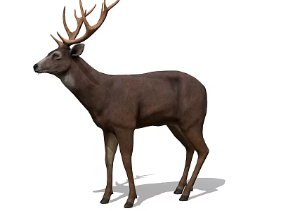 Realistic Brown Deer With Large Antlers Standing In Natural Pose 3d model