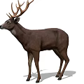 Realistic Brown Deer With Large Antlers Standing In Natural Pose
