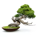 Lush Green Bonsai Tree with Twisted Trunk and Dense Foliage in Brown Ceramic Pot