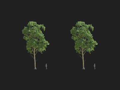 Two Arbor Trees with Green Foliage and Human Figure for Scale Reference 3d model