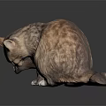 Brown Tabby Cat Sitting Looking Down On Dark Reflective Surface 3d model