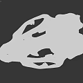 Aquatic Animal Skull Showing Detailed Anatomical Structure And Biological Features
