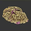 Aquatic Animal With Brown Ruffled Surface In Marine Underwater Environment