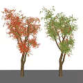 Modern Trees Sapium Trees 3d model