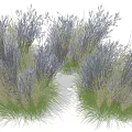 Ornamental Grasses With Green Leaves And Purple Flower Spikes For Garden Decoration