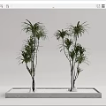 Decorative Bonsai Potted Plants With Tall Slender Leaves In Rectangular Concrete Planter