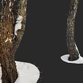 Wooden Tree Trunks With Curved Shape And Snow Covered Bark In Natural Winter Scene