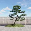 Pinus mountain tree tree modeling tree 3d model