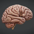 Detailed Human Brain 3D Model Showing Anatomical Structure With Gyri And Sulci