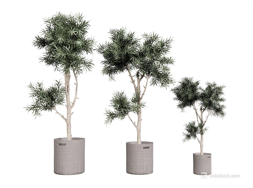 Decorative Potted Evergreen Plants In Three Different Sizes With Gray Woven Pots 3d model