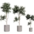Decorative Potted Evergreen Plants In Three Different Sizes With Gray Woven Pots 3d model