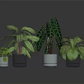 Various Indoor Plants With Green And White Striped Leaves On Black Surface With Reflections