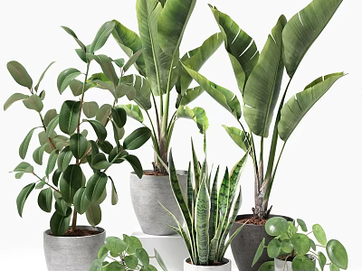 Various Potted Green Plants With Lush Foliage In Ceramic And Concrete Planters 3d model