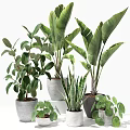 Various Potted Green Plants With Lush Foliage In Ceramic And Concrete Planters