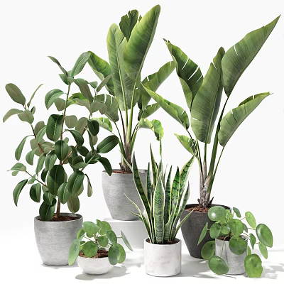 Various Potted Green Plants With Lush Foliage In Ceramic And Concrete Planters 3d model