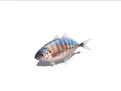 Blue And Silver Striped Marine Fish Showing Aquatic Animal Features In Close Up View 3d model