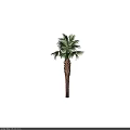 Palm Tree With Textured Trunk And Green Fronds Against Black Background